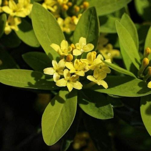 Daphne Gemmata 3 Daphne Gemmata