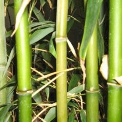 Semiarundinaria Fastuosa AGM -Eco Nest Store Semiarundinaria fastuosa 05