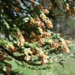 Sequoiadendron Giganteum - Giant Redwood -Eco Nest Store Sequoiadendron giganteum 03