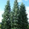 Sequoiadendron Giganteum Glaucum -Eco Nest Store Sequoiadendron giganteum glaucum 01
