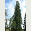 Sequoiadendron Giganteum Barabits’ Requiem -Eco Nest Store Sequoiadendron giganteum Barabits Requiem 01