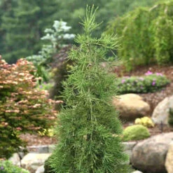 Sequoiadendron Giganteum Barabits’ Requiem -Eco Nest Store Sequoiadendron giganteum Barabits Requiem 04