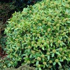 Skimmia X Confusa Kew Green - Male -Eco Nest Store Skimmia confusa Kew Green 03