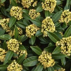 Skimmia X Confusa Kew Green - Male -Eco Nest Store Skimmia confusa Kew Green 05