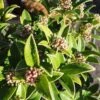 Skimmia Japonica Godrie's Dwarf - Male -Eco Nest Store Skimmia Godries Dwarf FF