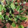Skimmia Japonica Rubella - Male -Eco Nest Store Skimmia Rubella 2 FF