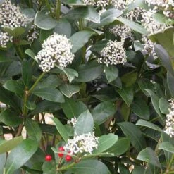Skimmia Japonica Subsp. Reevesiana - Self Fertile -Eco Nest Store Skimmia japonica reevesiana05