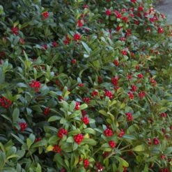 Skimmia Japonica Subsp. Reevesiana - Self Fertile -Eco Nest Store Skimmia japonica reevesiana06