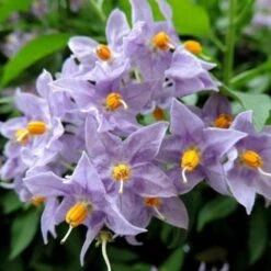 Solanum Jasminoides Blue -Eco Nest Store SolanumjasminoidesBlue