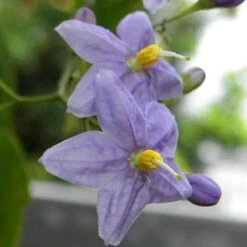 Solanum Jasminoides Blue -Eco Nest Store SolanumjasminoidesBlue3