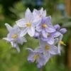 Solanum Jasminoides Blue -Eco Nest Store SolanumjasminoidesBlue4