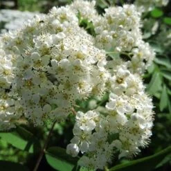 Sorbus X Thuringiaca Fastigiata -Eco Nest Store Sorbus thuringiaca fastigiata 03