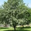 Sorbus Aria - Whitebeam 2 Sorbus Aria - Whitebeam -Eco Nest Store Sorbus Aria 01