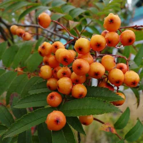 Sorbus Copper Kettle 4 Sorbus Copper Kettle - Image 2