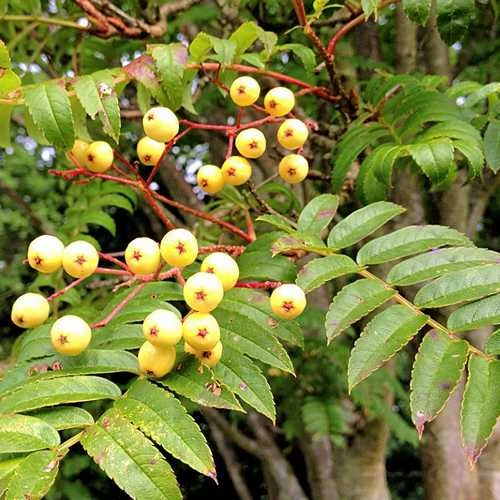 Sorbus Joseph Rock 5 Sorbus Joseph Rock - Image 3