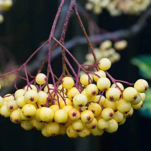 Sorbus Joseph Rock 6 Sorbus Joseph Rock - Image 4