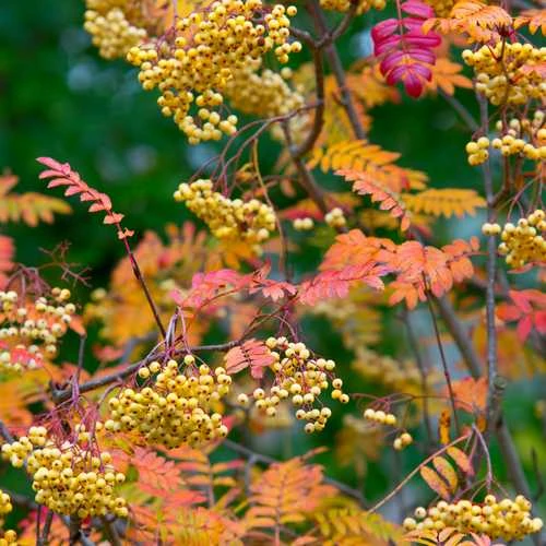 Sorbus Joseph Rock 3 Sorbus Joseph Rock