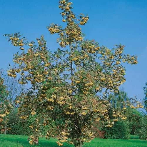 Sorbus Joseph Rock 4 Sorbus Joseph Rock - Image 2