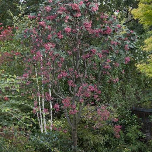 Sorbus Pseudohupehensis Pink Pagoda 6 Sorbus Pseudohupehensis Pink Pagoda - Image 4