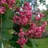Sorbus Pseudohupehensis Pink Pagoda