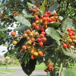 Sorbus Aria Lutescens - Whitebeam -Eco Nest Store Sorbus aria Lutescens 01