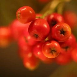 Sorbus Aria Majestica - Whitebeam -Eco Nest Store Sorbus aria majestica 04