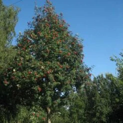Sorbus Aucuparia Sheerwater Seedling -Eco Nest Store Sorbus aucuparia Sheerwater Seedling 04