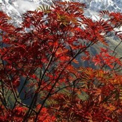 Sorbus Commixta -Eco Nest Store Sorbus commixta 04