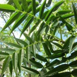 Sorbus Commixta Olympic Flame -Eco Nest Store Sorbus commixta Olympic Flame 02x