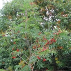 Sorbus Commixta Olympic Flame -Eco Nest Store Sorbus commixta Olympic Flame 03