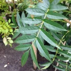 Sorbus Commixta Olympic Flame -Eco Nest Store Sorbus commixta Olympic Flame FF