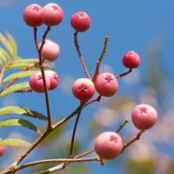 Sorbus Vilmorinii
