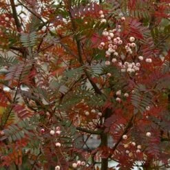 Sorbus Vilmorinii -Eco Nest Store Sorbus vilmorinii 04