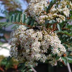 Sorbus Vilmorinii -Eco Nest Store Sorbus vilmorinii 05