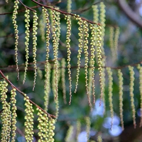 Stachyurus Praecox 3 Stachyurus Praecox