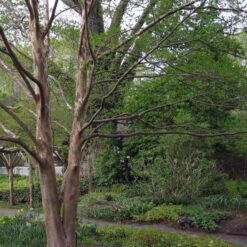 Stewartia Pseudocamellia Koreane - Korean Stewartia -Eco Nest Store Stewartia pseudocamellia Koreane 02