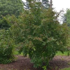 Stewartia Pseudocamellia Koreane - Korean Stewartia -Eco Nest Store Stewartia pseudocamellia Koreane 07
