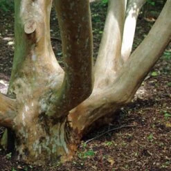 Stewartia Sinensis - Chinese Stewartia -Eco Nest Store Stewartia sinensis 02