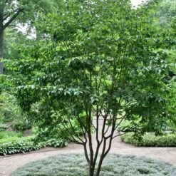 Stewartia Sinensis - Chinese Stewartia -Eco Nest Store Stewartia sinensis 03