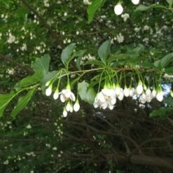 Styrax Japonica - Japanese Snowbell -Eco Nest Store Styrax japonicus 02