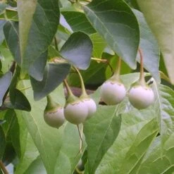 Styrax Japonica - Japanese Snowbell -Eco Nest Store Styrax japonicus 06