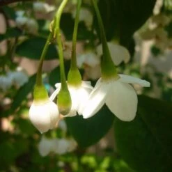 Styrax Japonica - Japanese Snowbell -Eco Nest Store Styrax japonicus 08