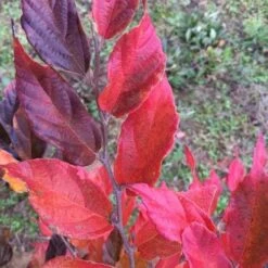 Sycoparrotia Semidecidua Purple Haze -Eco Nest Store Sycoparrotia semidecidua Purple Haze 04