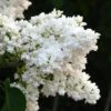 Syringa Vulgaris Mme Lemoine 2 Syringa Vulgaris Mme Lemoine -Eco Nest Store Syringa vulgaris Madame Lemoine 01