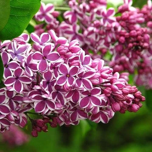 Syringa Vulgaris Sensation 3 Syringa Vulgaris Sensation