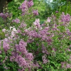 Syringa Vulgaris Beauty Of Moscow -Eco Nest Store Syringa vulgaris Beauty of Moscow 01x