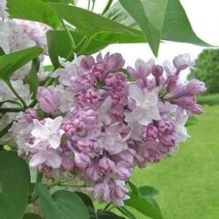 Syringa Vulgaris Beauty Of Moscow -Eco Nest Store Syringa vulgaris Beauty of Moscow 02