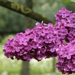 Syringa Vulgaris Charles Joly -Eco Nest Store Syringa vulgaris Charles Joly 03x