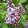 Syringa Vulgaris Michel Buchner -Eco Nest Store Syringav. Michelbuchner 2