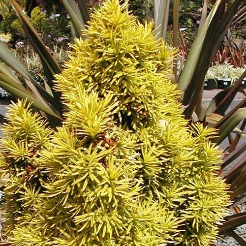 Taxus Baccata Standishii 5 Taxus Baccata Standishii - Image 3